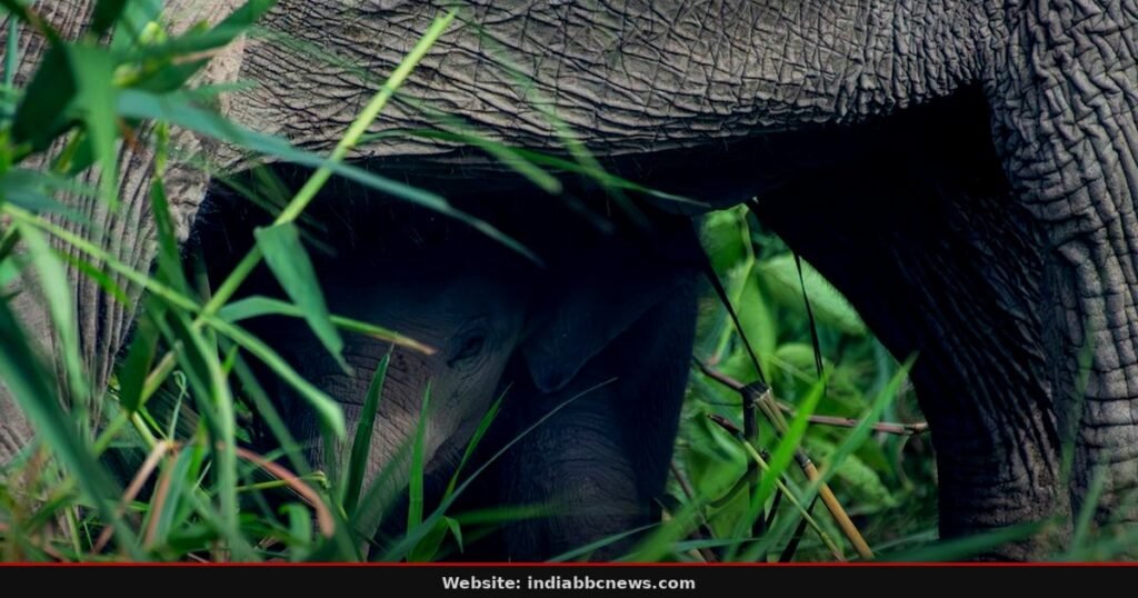 Rescue Teams Save Elephant Calf From Deep Well Rescue Teams Save Elephant Calf From Deep Well
