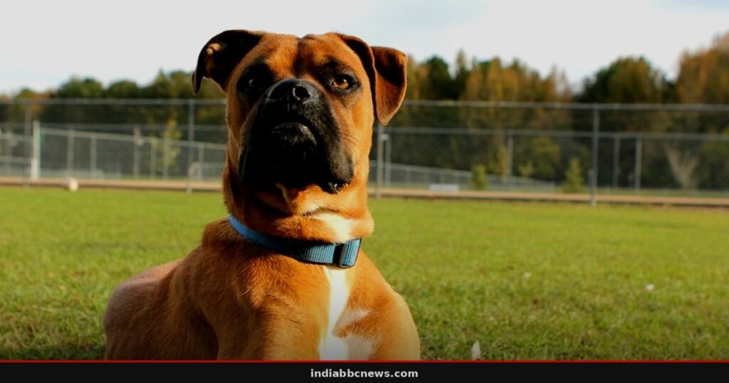 Fi Pet Trackers Get 30% Discount