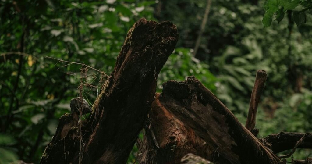 Amazon Deforestation Dominates Brazil Presidential Runoff Amazon Deforestation Dominates Brazil Presidential Runoff