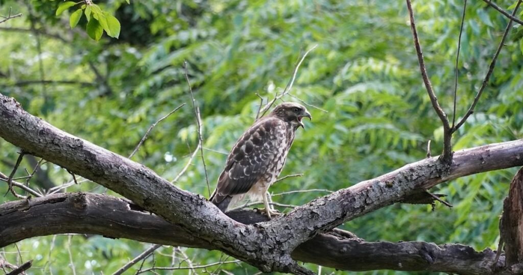 Hawks Return to Shasta County After Three Decades Hawks Return to Shasta County After Three Decades