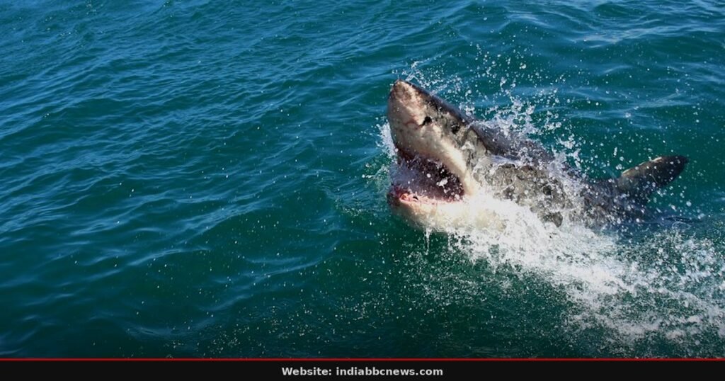 Shark Launches New Styling Tool Rivaling Dyson