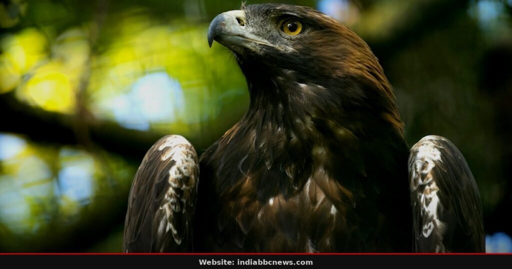 Golden Eagle Chick Marks Conservation Milestone In Scotland Golden Eagle Chick Marks Conservation Milestone In Scotland